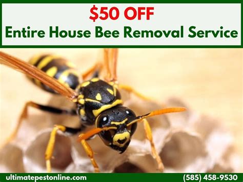 free wasp removal near me phone number
